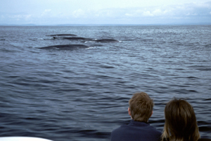 Fin whales, Irish South coast � P�draig Whooley, IWDG
